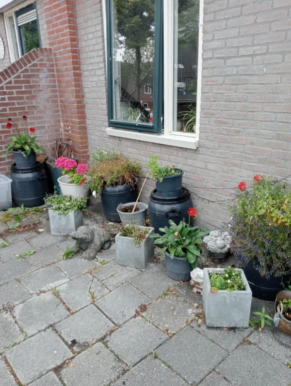 Nijensteinheerd - Groningen