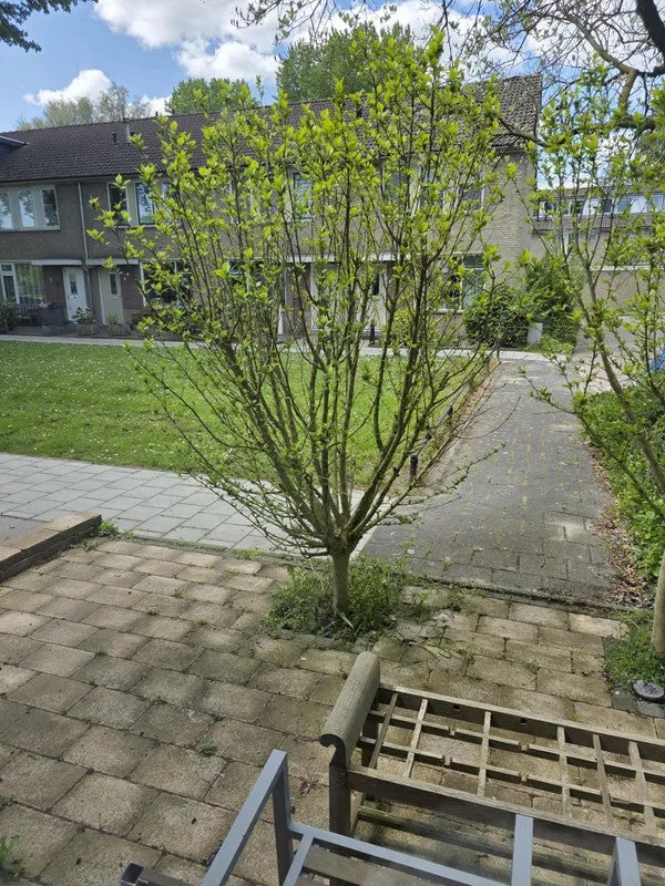 Torenmolen - Purmerend